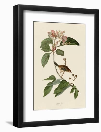 Bachmans Finch-John James Audubon-Framed Giclee Print