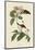 Bachmans Finch-John James Audubon-Mounted Giclee Print