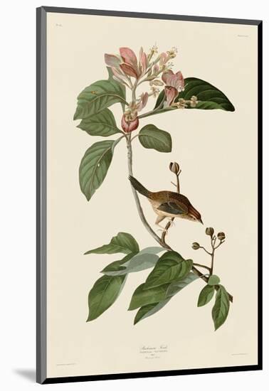 Bachmans Finch-John James Audubon-Mounted Giclee Print