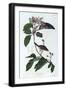 Black Frame