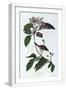 White Frame