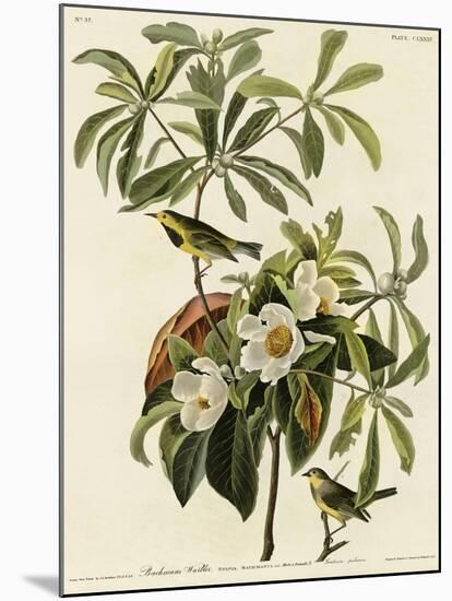 Bachmans Warbler-null-Mounted Giclee Print