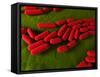 Bacillus Subtilis Bacteria, Artwork-SCIEPRO-Framed Stretched Canvas