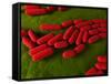 Bacillus Subtilis Bacteria, Artwork-SCIEPRO-Framed Stretched Canvas