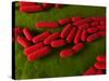 Bacillus Subtilis Bacteria, Artwork-SCIEPRO-Stretched Canvas