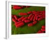 Bacillus Subtilis Bacteria, Artwork-SCIEPRO-Framed Photographic Print