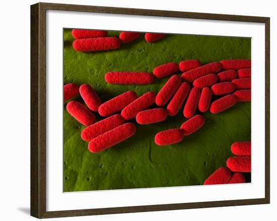 Bacillus Subtilis Bacteria, Artwork-SCIEPRO-Framed Photographic Print