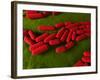 Bacillus Subtilis Bacteria, Artwork-SCIEPRO-Framed Photographic Print