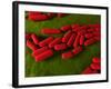 Bacillus Subtilis Bacteria, Artwork-SCIEPRO-Framed Photographic Print