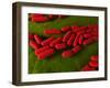 Bacillus Subtilis Bacteria, Artwork-SCIEPRO-Framed Photographic Print