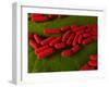 Bacillus Subtilis Bacteria, Artwork-SCIEPRO-Framed Photographic Print