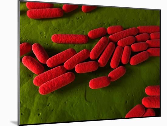 Bacillus Subtilis Bacteria, Artwork-SCIEPRO-Mounted Photographic Print