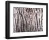 Back And Forth Trees-Jodi Maas-Framed Giclee Print