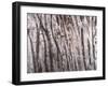 Back And Forth Trees-Jodi Maas-Framed Giclee Print