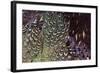 Back and Wing Colorful Feather Pattern of Ring-Necked Pheasant-Darrell Gulin-Framed Photographic Print