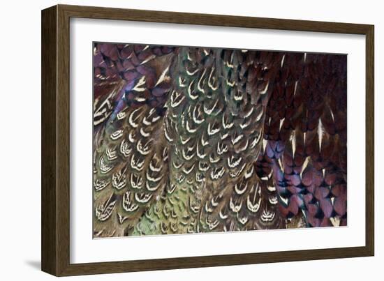 Back and Wing Colorful Feather Pattern of Ring-Necked Pheasant-Darrell Gulin-Framed Photographic Print
