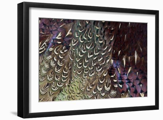 Back and Wing Colorful Feather Pattern of Ring-Necked Pheasant-Darrell Gulin-Framed Photographic Print