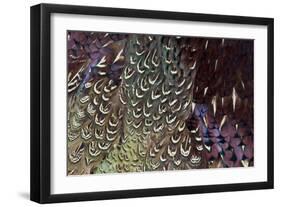 Back and Wing Colorful Feather Pattern of Ring-Necked Pheasant-Darrell Gulin-Framed Photographic Print