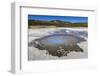 Back Basin, Norris Geyser Basin, Yellowstone National Park, Wyoming, Usa-Eleanor Scriven-Framed Photographic Print