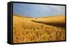 Back Country Road Winding Though Harvest Wheat Field-null-Framed Stretched Canvas