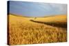 Back Country Road Winding Though Harvest Wheat Field-null-Stretched Canvas