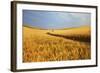 Back Country Road Winding Though Harvest Wheat Field-null-Framed Photographic Print