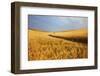 Back Country Road Winding Though Harvest Wheat Field-null-Framed Photographic Print