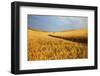 Back Country Road Winding Though Harvest Wheat Field-null-Framed Photographic Print