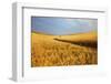 Back Country Road Winding Though Harvest Wheat Field-null-Framed Photographic Print