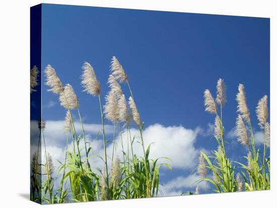 Back Country Sugar Cane Field, Kauai, Hawaii, USA-Terry Eggers-Stretched Canvas