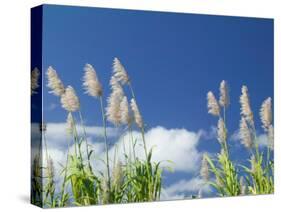 Back Country Sugar Cane Field, Kauai, Hawaii, USA-Terry Eggers-Stretched Canvas