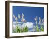 Back Country Sugar Cane Field, Kauai, Hawaii, USA-Terry Eggers-Framed Photographic Print