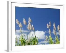 Back Country Sugar Cane Field, Kauai, Hawaii, USA-Terry Eggers-Framed Photographic Print