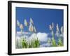 Back Country Sugar Cane Field, Kauai, Hawaii, USA-Terry Eggers-Framed Photographic Print