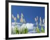 Back Country Sugar Cane Field, Kauai, Hawaii, USA-Terry Eggers-Framed Photographic Print