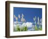 Back Country Sugar Cane Field, Kauai, Hawaii, USA-Terry Eggers-Framed Photographic Print