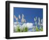 Back Country Sugar Cane Field, Kauai, Hawaii, USA-Terry Eggers-Framed Photographic Print