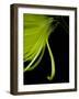 Back Drop 1-Doug Chinnery-Framed Photographic Print