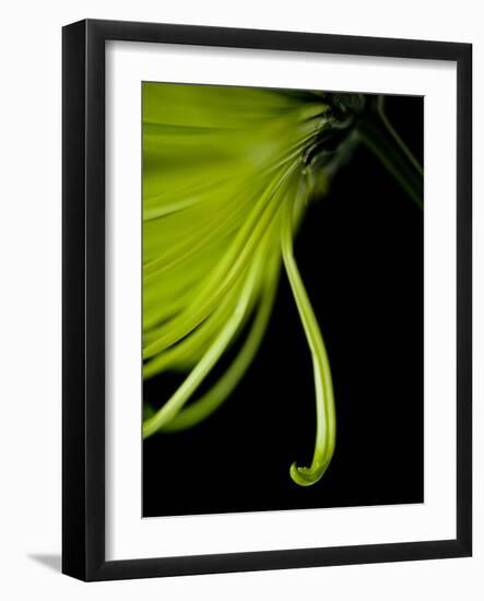 Back Drop 1-Doug Chinnery-Framed Photographic Print