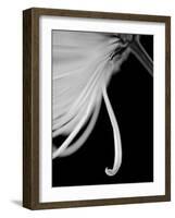 Back Drop 2-Doug Chinnery-Framed Photographic Print