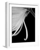 Back Drop 2-Doug Chinnery-Framed Photographic Print