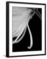 Back Drop 2-Doug Chinnery-Framed Photographic Print