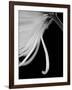 Back Drop 2-Doug Chinnery-Framed Photographic Print