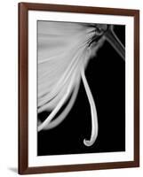 Back Drop 2-Doug Chinnery-Framed Photographic Print