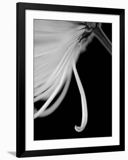 Back Drop 2-Doug Chinnery-Framed Photographic Print