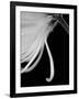 Back Drop 2-Doug Chinnery-Framed Photographic Print