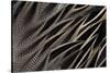 Back Feathers of the Northern Pintail Duck-Darrell Gulin-Stretched Canvas