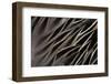 Back Feathers of the Northern Pintail Duck-Darrell Gulin-Framed Photographic Print