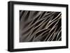 Back Feathers of the Northern Pintail Duck-Darrell Gulin-Framed Photographic Print