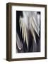 Back Feathers of the Northern Pintail Duck-Darrell Gulin-Framed Photographic Print